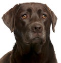Close-up of Chocolate Labrador, 4 years old Royalty Free Stock Photo