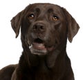 Close-up of Chocolate Labrador, 4 years old Royalty Free Stock Photo