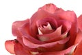 Close up of chocolate red rose Royalty Free Stock Photo