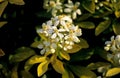 Close up of Choisya ternata \'Sundance\', Mexican Orange Blossom in a flower border Royalty Free Stock Photo