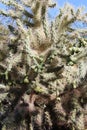 A large Cholla Cactus, Cylindropuntia fulgida, in the Arizona desert Royalty Free Stock Photo