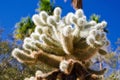 Close up of a Cholla cactus Royalty Free Stock Photo