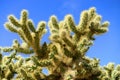 Close up Cholla cactus, Sonora Desert, Mid Spring Royalty Free Stock Photo