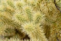 Close up Cholla cactus, Sonora Desert, Mid Spring Royalty Free Stock Photo