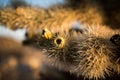 Close Up of a Cholla Cactus at Sunrise Royalty Free Stock Photo