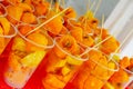 Close up chontaduro delicious amazonian tropical fruit Bactris gasipaes, inside of plastic glasses, over a red plastic