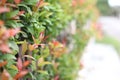 Close up Christina tree in natural garden on blurred background with copy space. Trees with green and red leaves are planted as fe