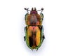 Christmas beetle Scarabaeidae isolated on white background Royalty Free Stock Photo