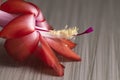Close up of Christmas Cactus flower Royalty Free Stock Photo