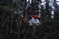 Close up of a snowman Christmas decoration hanging from a bush in the forest Royalty Free Stock Photo