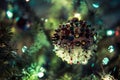 close up of christmas decoration Royalty Free Stock Photo