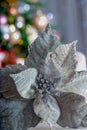 Close-up of Christmas gray poinsettia flower and blurred background with beautiful bokeh. Yellow bokeh. Soft focus. Royalty Free Stock Photo