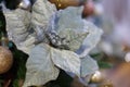 Close-up of Christmas gray poinsettia flower and blurred background with white bokeh. Soft focus. Royalty Free Stock Photo