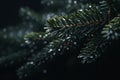 a close up of a christmas tree branch with water droplets on it Royalty Free Stock Photo