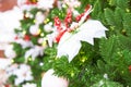 Close up of christmas tree decorated with poinsettia and garland with lights on. Festive background with copy space for your Royalty Free Stock Photo