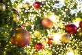 Close up of Christmas tree decorated with red and gold ball with Royalty Free Stock Photo