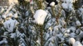 Close-up of a Christmas tree with light snow flakes. The branches of the Christmas tree are covered with snow, natural spruce. Royalty Free Stock Photo