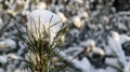 Close-up of a Christmas tree with light snow flakes. The branches of the Christmas tree are covered with snow, natural spruce. Royalty Free Stock Photo