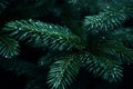 a close up of a christmas tree with water droplets on it Royalty Free Stock Photo
