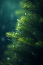 a close up of a christmas tree with water droplets Royalty Free Stock Photo