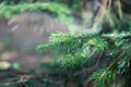 Close-up of a Christmas tree in the woods. Close-up photo of a green pine needle.