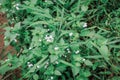 Close up Chromolaena odorata minjangan, Siam weed, Christmas bush, devil weed, floss flower, triffid Weeds green in the nature b