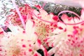 Close-up of chrysanthemum flowers.