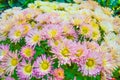 Close up of Chrysanthemum pink in garden, Beautiful nature background Royalty Free Stock Photo