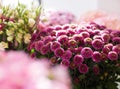 Close up of chrysanthemums at flower shop Royalty Free Stock Photo