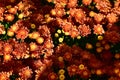 Close-up of chrysanthemums under the sunlight in the garden. Royalty Free Stock Photo