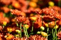 Close-up of chrysanthemums under the sunlight in the garden. Royalty Free Stock Photo
