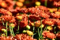 Close-up of chrysanthemums under the sunlight in the garden. Royalty Free Stock Photo