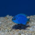 Blue Damsel True Springeri damselfish Chrysiptera springeri Royalty Free Stock Photo