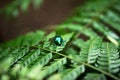 Chrysolina coerulans or Mint Leaf Beetle