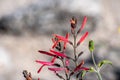 Close up of Chuparosa Justicia californica wildflowers, Anza-Borrego Desert State Park, California