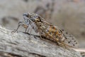 Close-up of a cicada on a branch