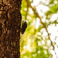 Cicada bug on the tree. Royalty Free Stock Photo