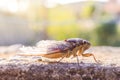 Close-up of cicada on a cement wall Royalty Free Stock Photo