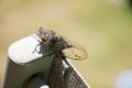 Close Up of Cicada
