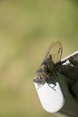 Close Up of Cicada