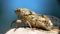 Close-up of a cicada Royalty Free Stock Photo