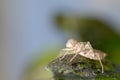 Close-up cicada shell