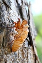 Close up cicada shell which leave on the tree.