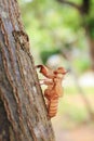 Close up cicada Royalty Free Stock Photo