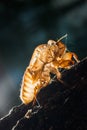 Close up cicada shell which leave on the tree Royalty Free Stock Photo