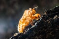Close up cicada shell which leave on the tree Royalty Free Stock Photo
