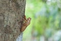 Close up cicada shell