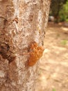 Cicada shell Royalty Free Stock Photo