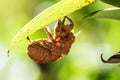 Close up of cicada slough Royalty Free Stock Photo