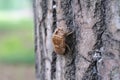 Close-up of cicada slough climbing on tree Royalty Free Stock Photo